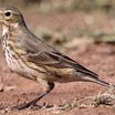 American Pipit